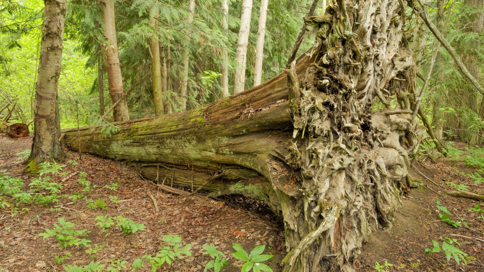 Forest Service warns of snapping trees in northern Idaho